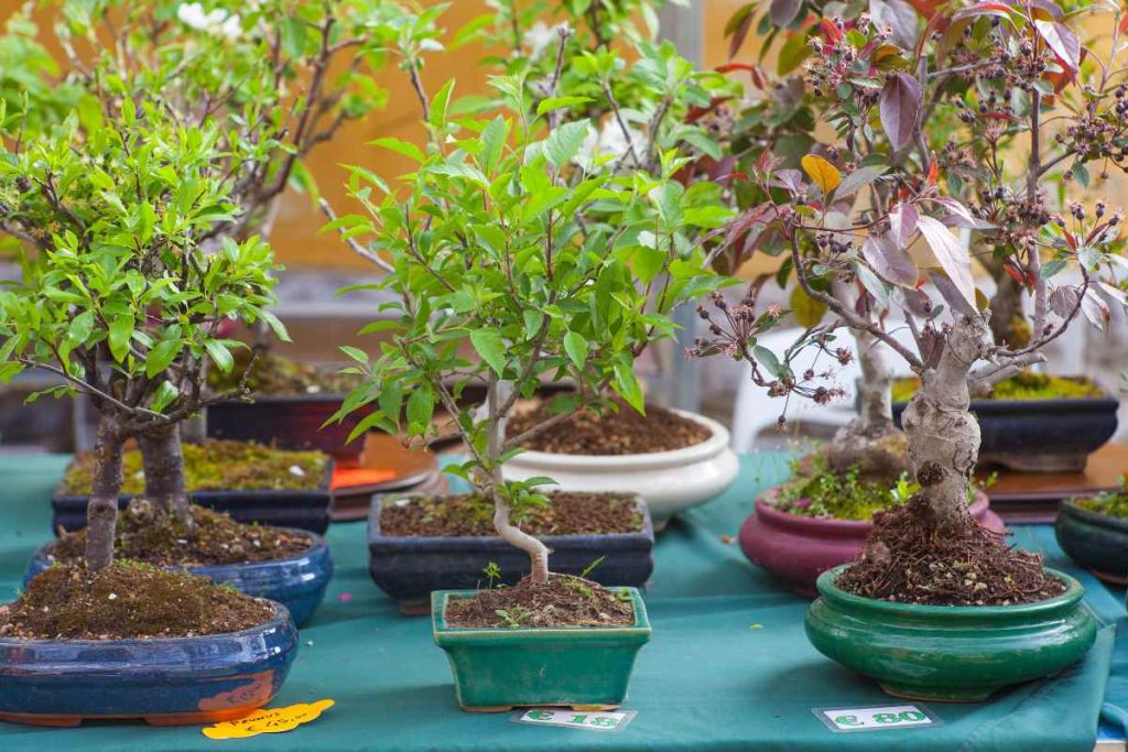 The History of Bonsai: Tracing the Roots of this Ancient Art