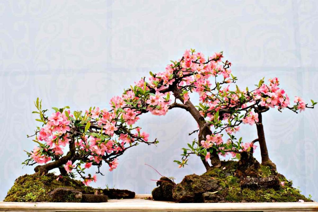 The Beauty of Bonsai: Exploring the Aesthetics of Miniature Trees