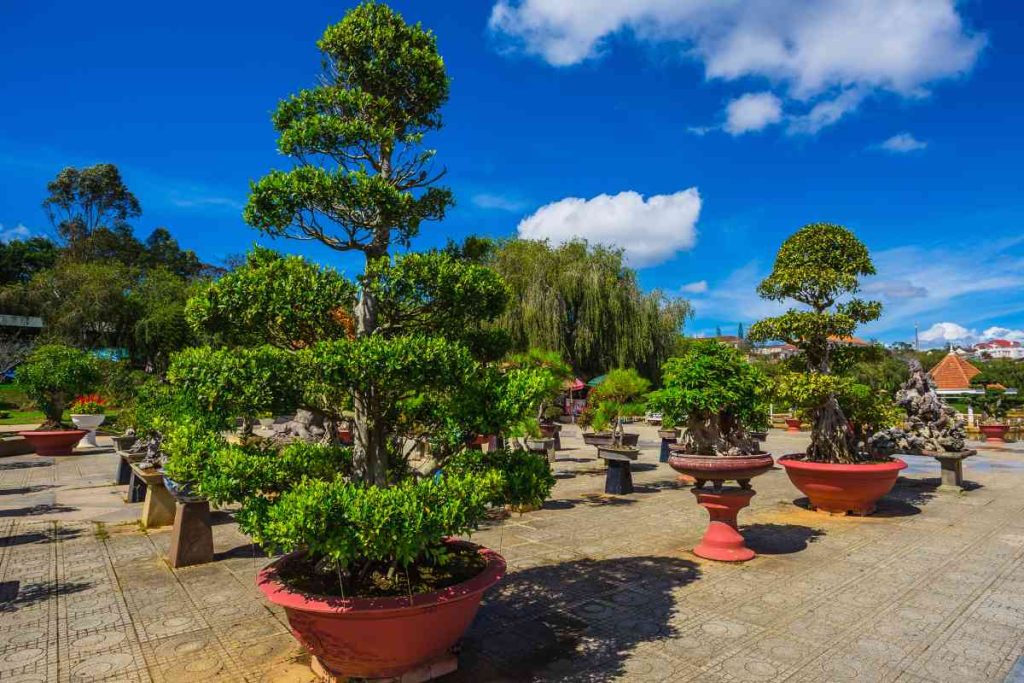 The Symbolism of Bonsai: Understanding the Cultural Significance of Miniature Trees