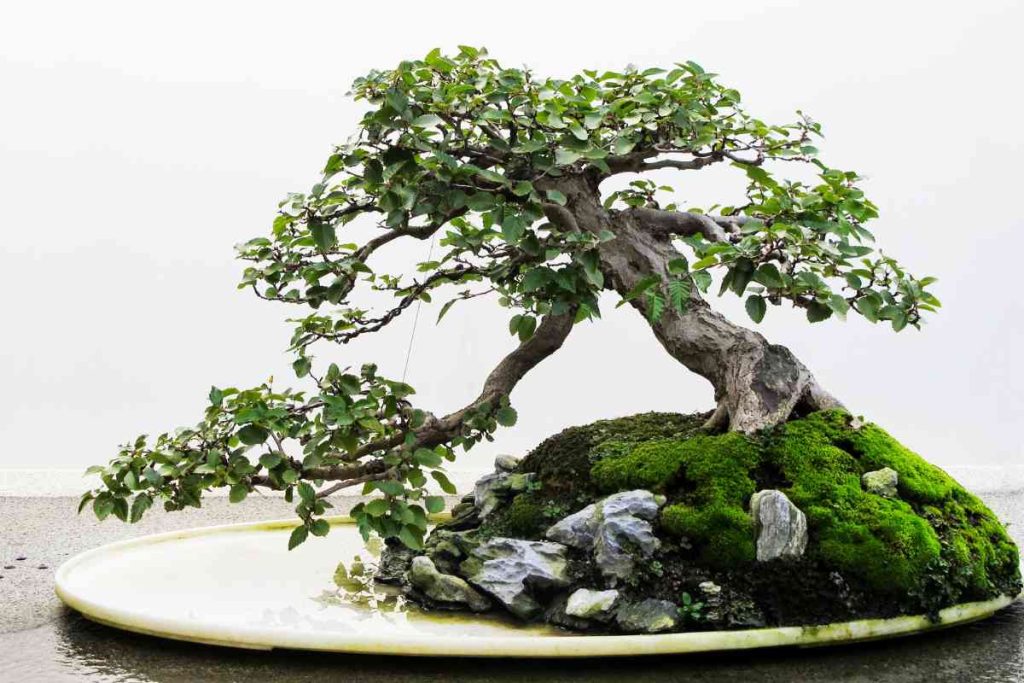 The Future of Bonsai: Examining the Challenges and Opportunities for this Ancient Art