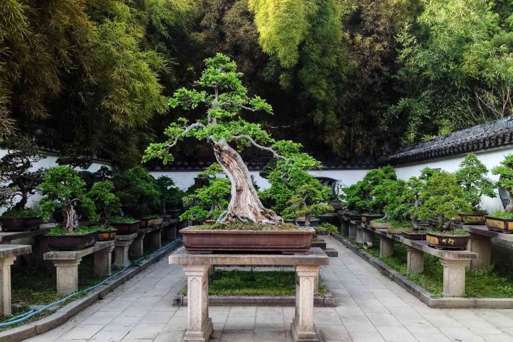 The Spiritual Connection of Bonsai: Exploring the Zen Philosophy Behind Miniature Trees
