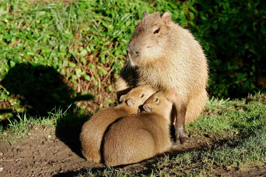 Capybara Care Understanding the Needs of this Unconventional Pet