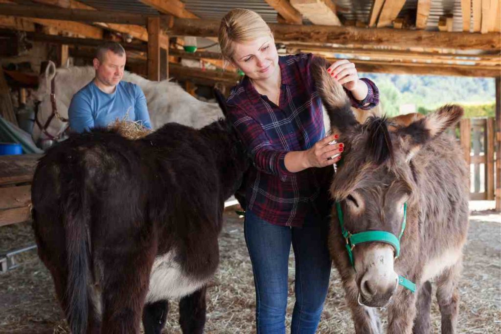 Caring for Miniature Donkeys