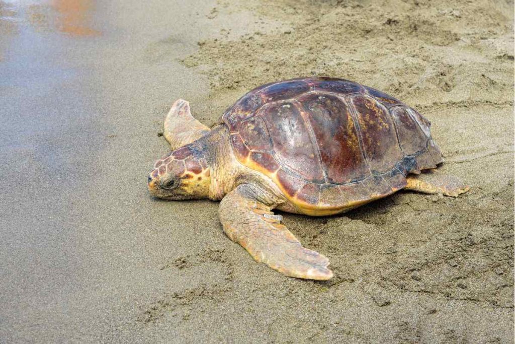 Delightful Turtles Discover the Fascinating Species in Your Nearby Waters