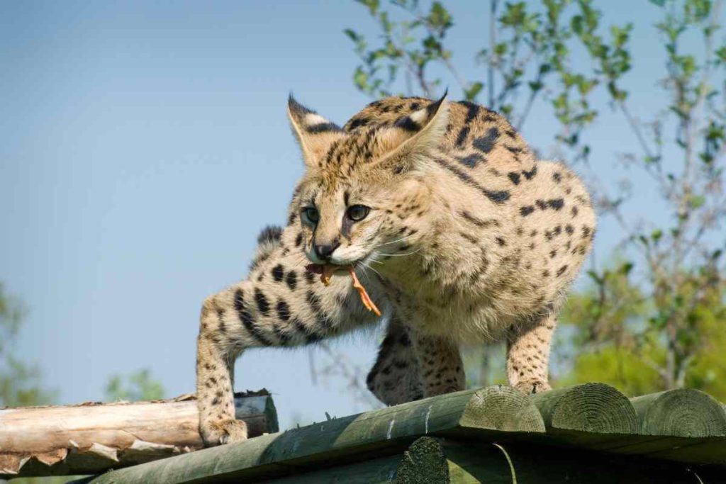 Habitat and Distribution Where to Find the African Serval in the Wild