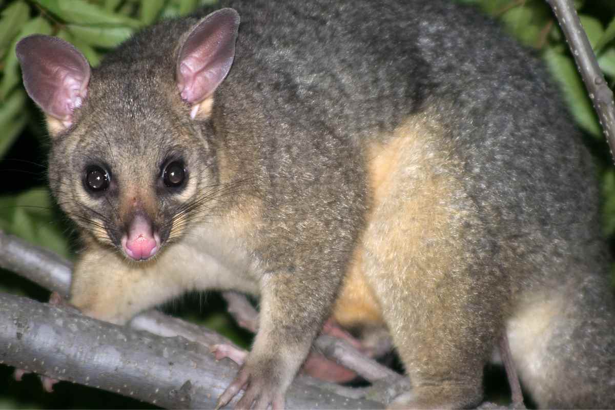 How Australian Possums Play A Vital Role In Ecosystem Conservation ...