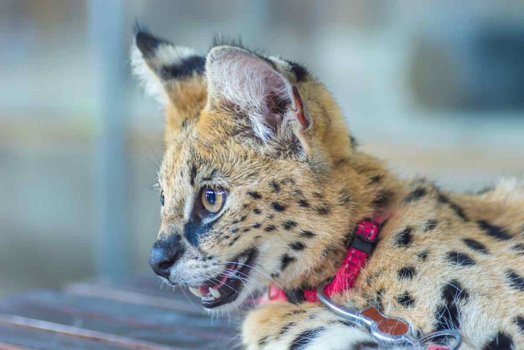 Human Interaction The African Serval's Role in Captivity and Domestication