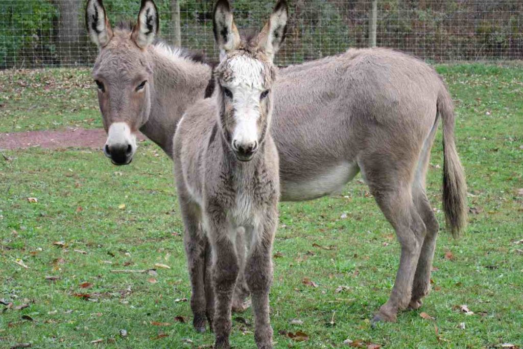 Miniature Donkeys