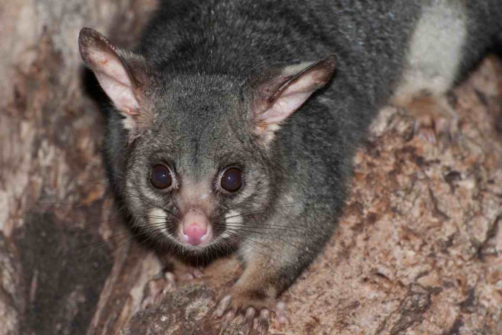Possums and Their Contribution to Biodiversity