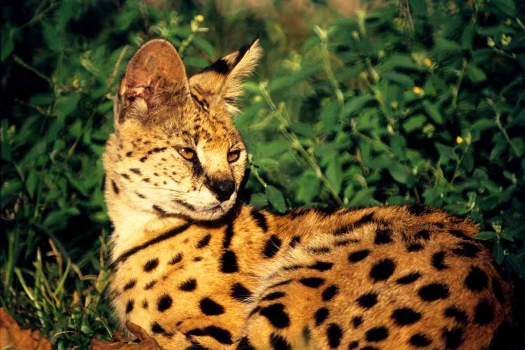 The African Serval A Majestic Wildcat from the Savannah