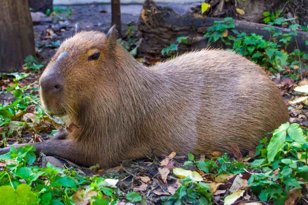 The Legalities of Owning a Capybara