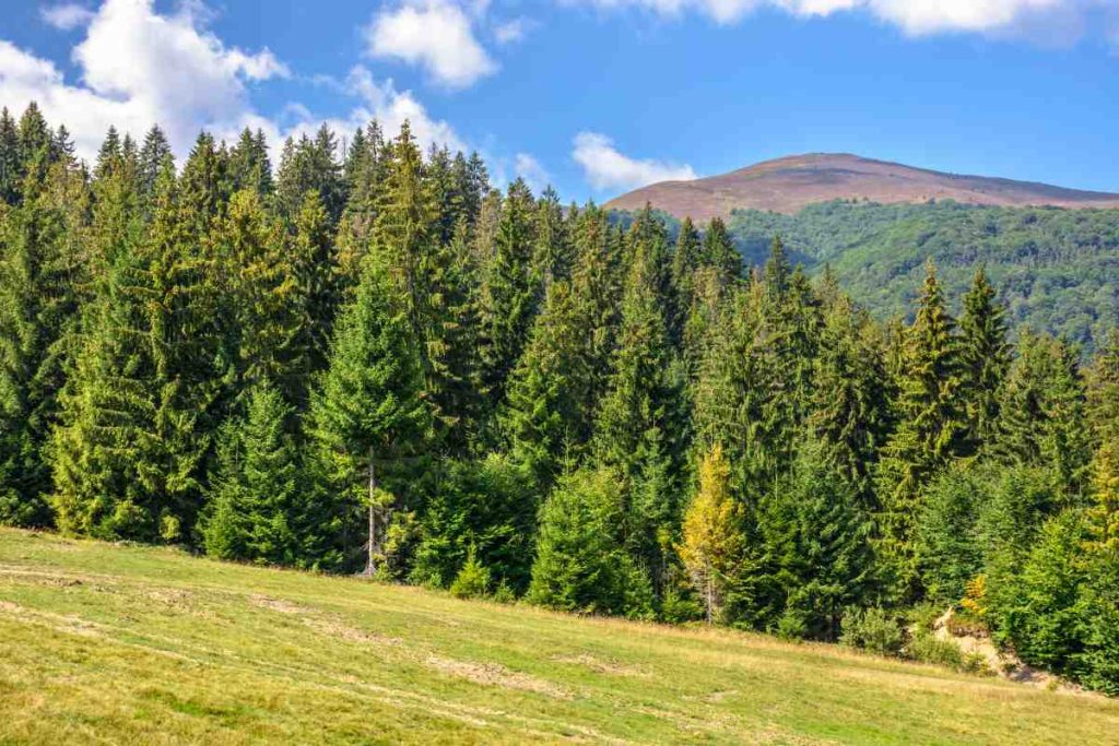 Benefits of planting Black Hills Spruce in your landscape