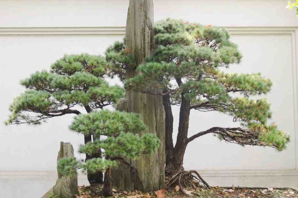 How the legacy of the oldest bonsai tree inspires new generations of bonsai artists