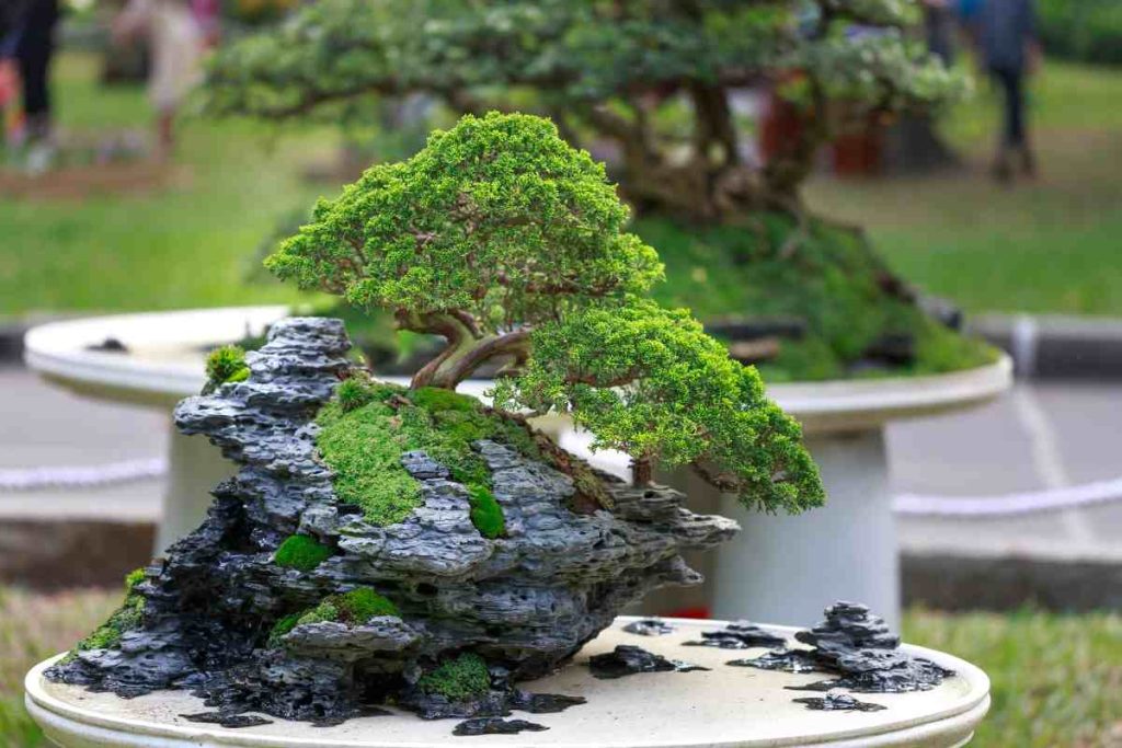 The Impact of the oldest bonsai tree on the bonsai community