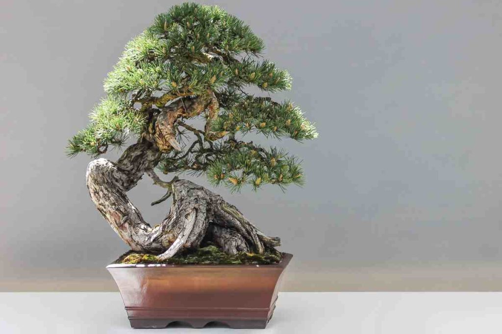 The art of preserving bonsai trees