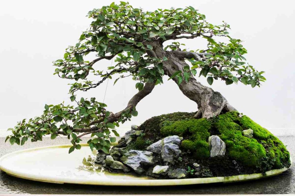 The importance of preserving historical bonsai trees