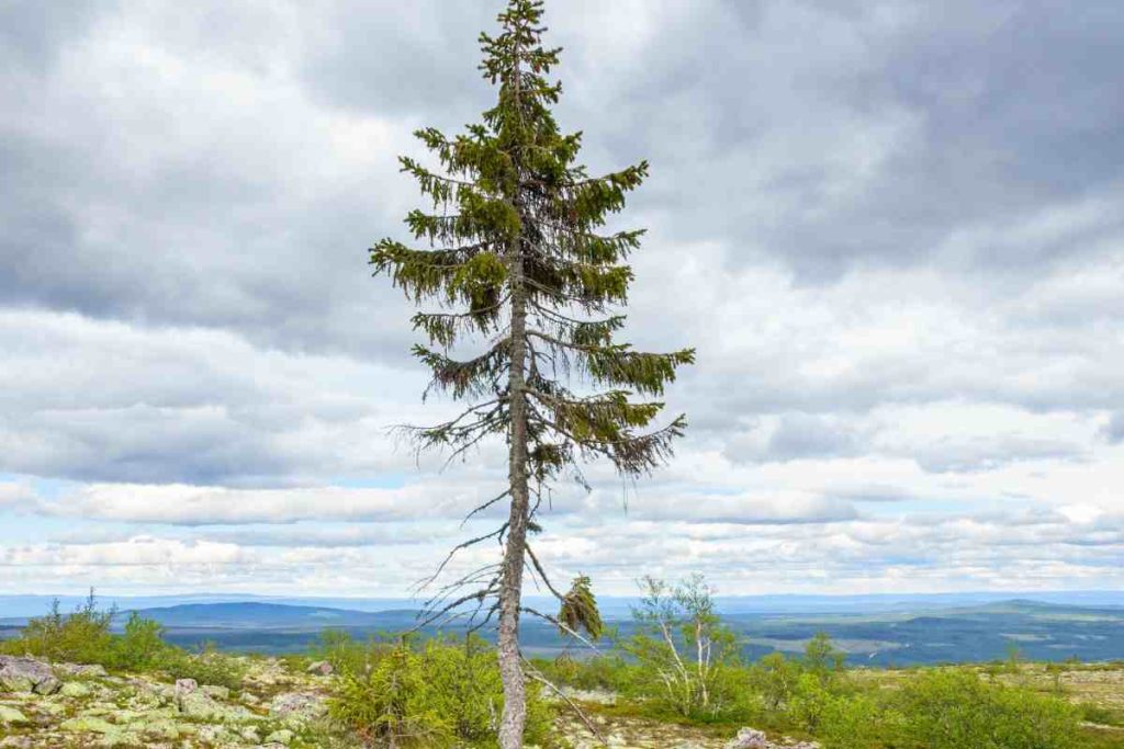 Characteristics and unique features of the Old Tjikko Tree