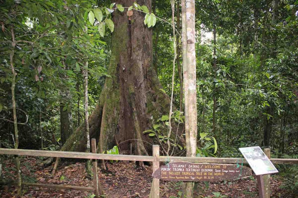 The Importance of Preserving the Tallest Yellow Meranti Tree