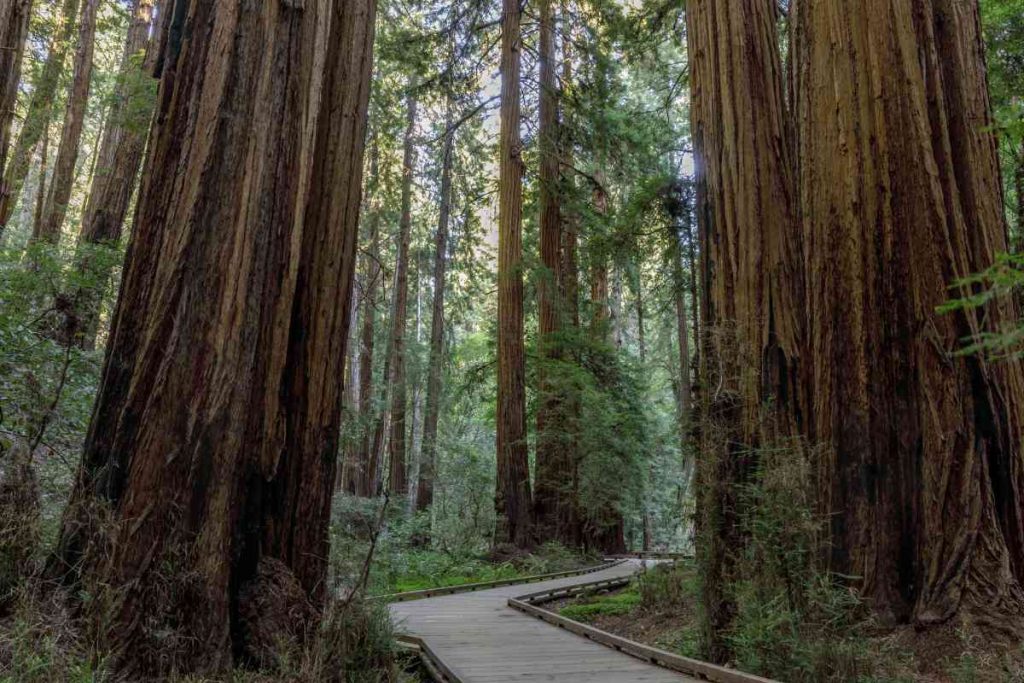 Tracing the Lifespan of the World's Largest Coast Redwood